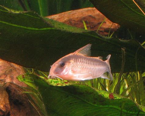 Skunk Cory: Fish Species Profile .